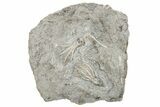 Two Fossil Crinoids (Dichocrinus multiplex) - Gilmore City, Iowa #252443-1